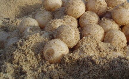 Decomisan tres mil huevos de tortuga en Colima