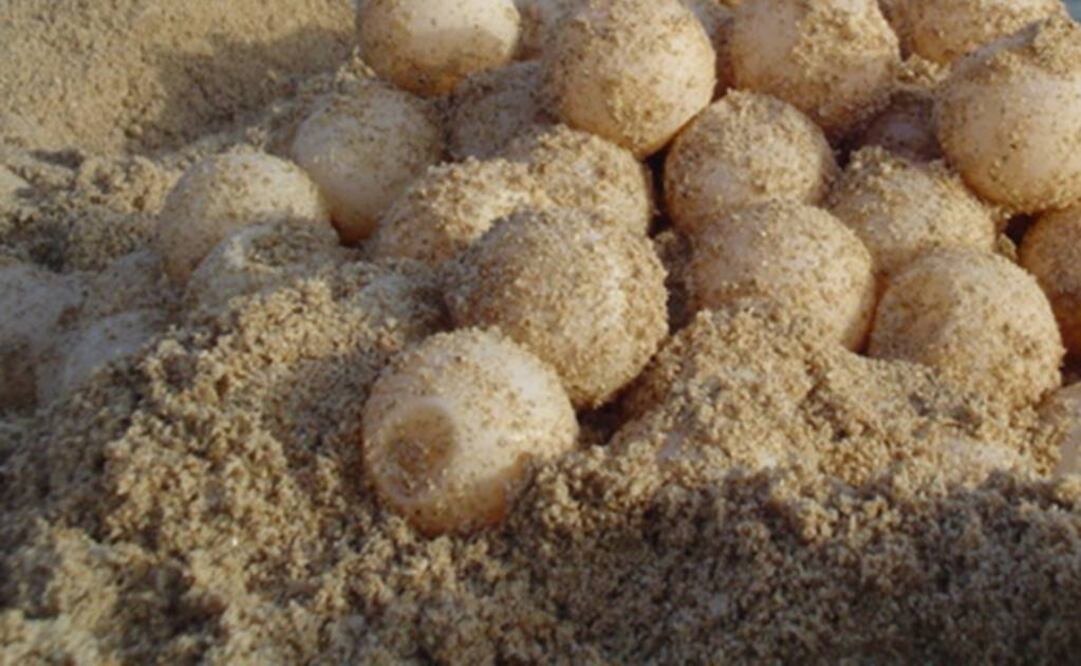 Foto: Archivo EL UNIVERSAL