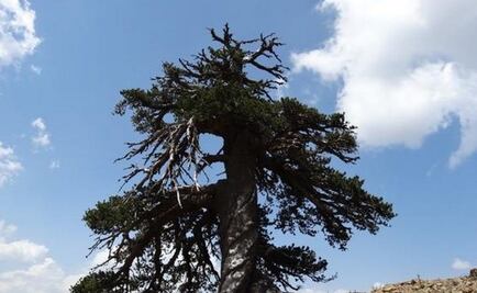 Conoce al árbol más viejo de Europa