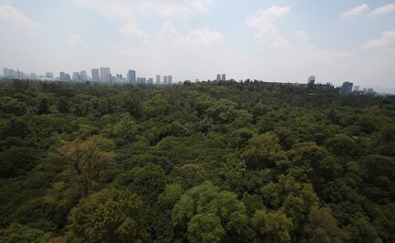 Cada retiro de árboles en Chapultepec se realiza bajo estudio: Sheinbaum