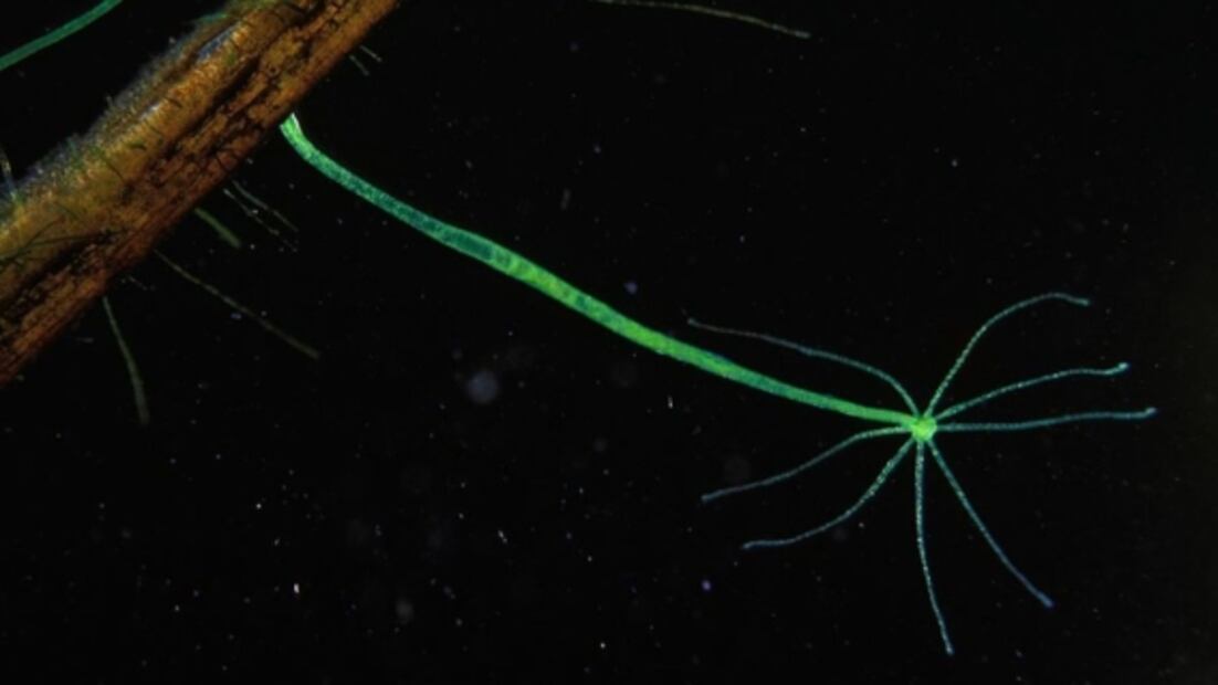 Tres animales "inmortales" que impresionaron a los científicos durante décadas