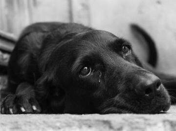 ¿Los perros pueden morir de tristeza? Esto dice una etóloga