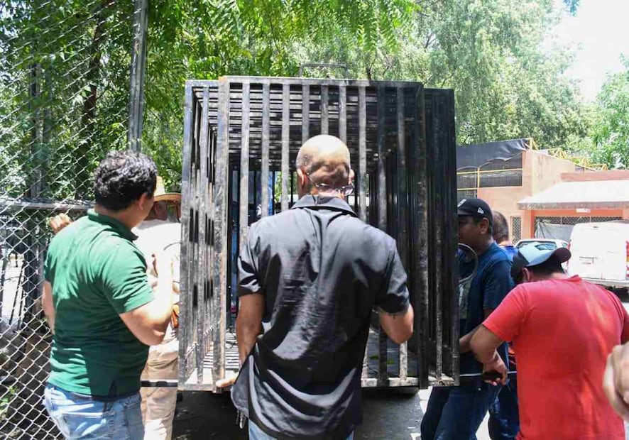 Al jaguar se le detectaron lesiones en la cavidad oral, además de una importante carga de ectoparásitos, por lo que se determinó su traslado al Zoológico Tamatán. Foto: Especial