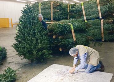 Profepa incauta 1,400 árboles de Navidad
