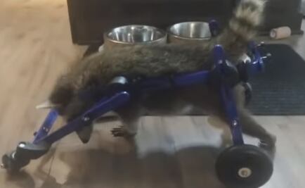 Con silla de ruedas ayudan a caminar a bebé mapache en EU