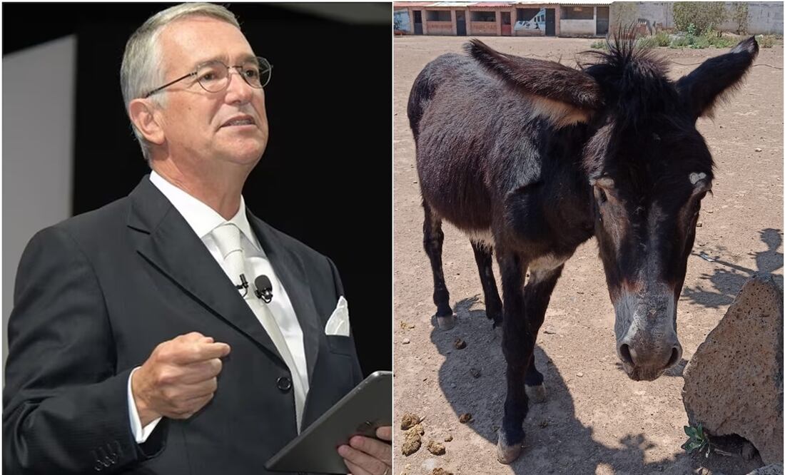 El empresario Ricardo Salinas Pliego pidió que sean encontrados los animales del santuario. Foto: X