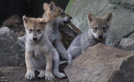Buscan nombres para 5 lobitos mexicanos que nacieron en el Zoológico de Chapultepec