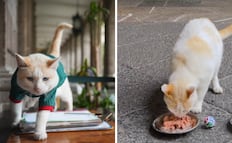 El oráculo de Palacio Nacional; la gatita "Coco" ya tiene favorito para el duelo ante Inglaterra