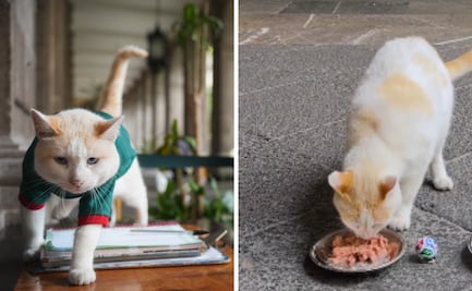 El oráculo de Palacio Nacional; la gatita "Coco" ya tiene favorito para el duelo ante Inglaterra