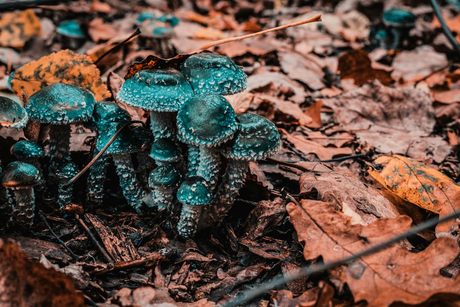 El hongo azul (Lactarius indigo) es una joya gastronómica que nace en los bosques de pino y encino durante la temporada de lluvias. Foto: Unsplash.