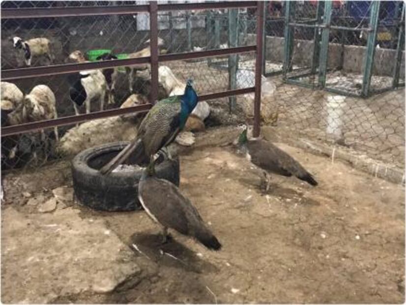 Aseguran caballos pura sangre en rancho de presunto líder de "Los Rojos" en Puebla