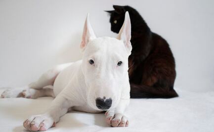 Descubre los antiinflamatorios naturales para perros y gatos