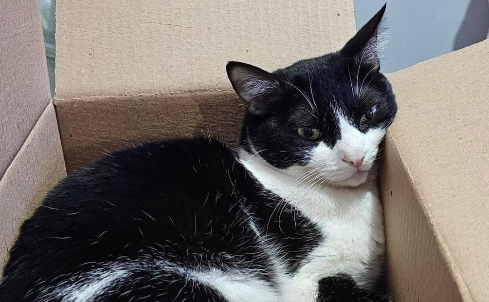 Cloe, gatita de apoyo emocional. Foto: Especial