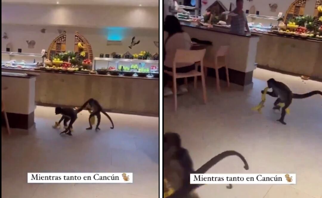 Dos monos araña fueron captados en video mientras se llevaban plátanos de un buffet en Playa del Carmen, causando sorpresa y risas entre los turistas. Foto: Captura de pantalla en X