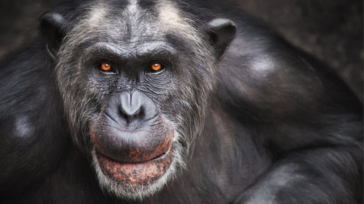 Ponte a prueba: ¿cuánto sabes sobre la evolución?