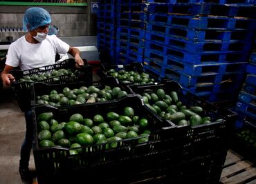 Detienen a 3 hombres por robar 5 millones de pesos en aguacates