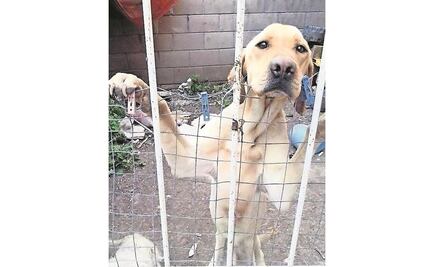 Protección animal, tema pendiente para Constituyente y Asamblea local