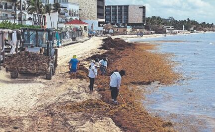 Investigadores miden concentración de metales y gases  en sargazo