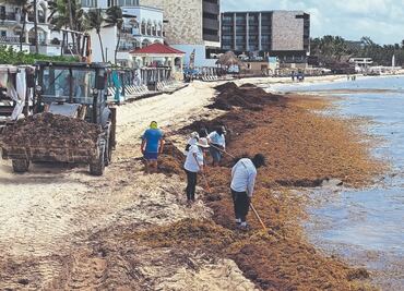 Investigadores miden concentración de metales y gases en sargazo