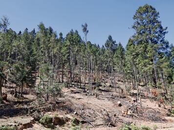 Crean guardia civil para combatir tala en bosque de Edomex