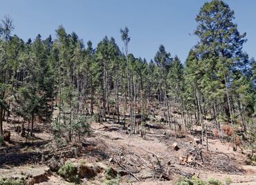 Crean guardia civil para combatir tala en bosque de Edomex