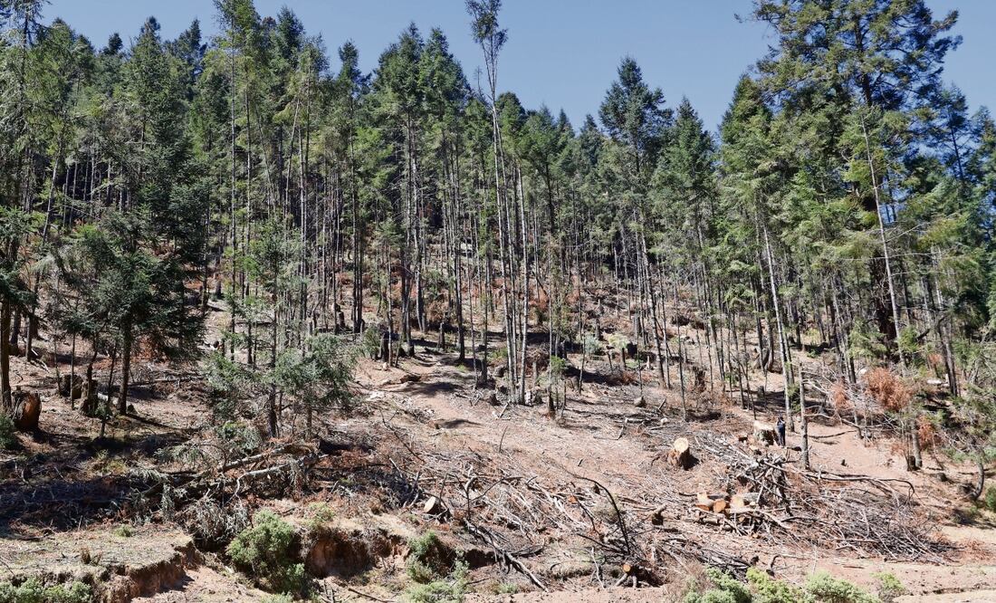 En un recorrido por el bosque se observaron varios kilómetros de pinos en el suelo, unos quemados y otros a medias. Foto: de Jorge Alvarado. El Universal
