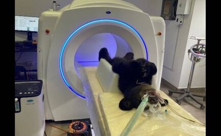 Trasladan a oso negro herido de bala en sus patas traseras a veterinaria en Nuevo León