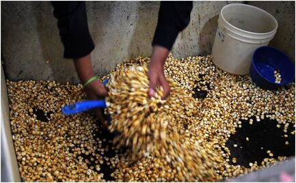 AMLO asegura que no aumentarán los precios de garantía de maíz, trigo y sorgo