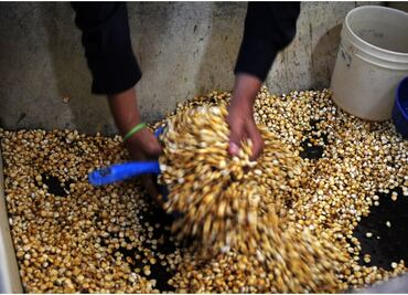 Reforma para prohibir maíz transgénico es turnada a puntos constitucionales; buscan declararlo elemento de identidad nacional