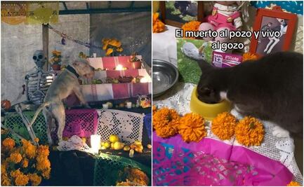 Mascotas "traviesas" arrasan en TikTok con trend “El muerto al pozo y el vivo al gozo”