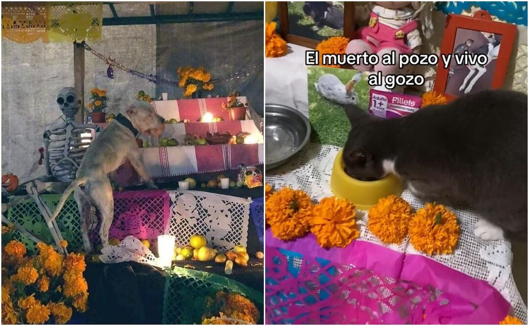 Mascotas se comen la ofrenda de Día de Muertos. Foto: X @DiloConPerritos y TikTok @diana_a111