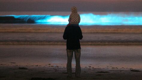 ¿Organismos bioluminiscentes para iluminar las ciudades?