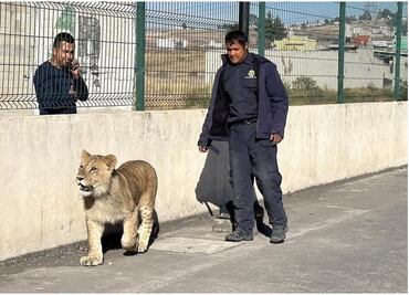 Autoridades capturan a león que paseaba por calles de Xonacatlán, Edomex