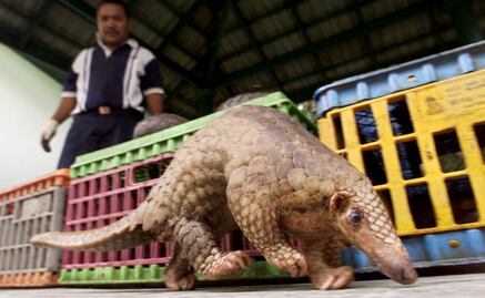 ¿Qué es el pangolín y qué tiene que ver con el coronavirus?