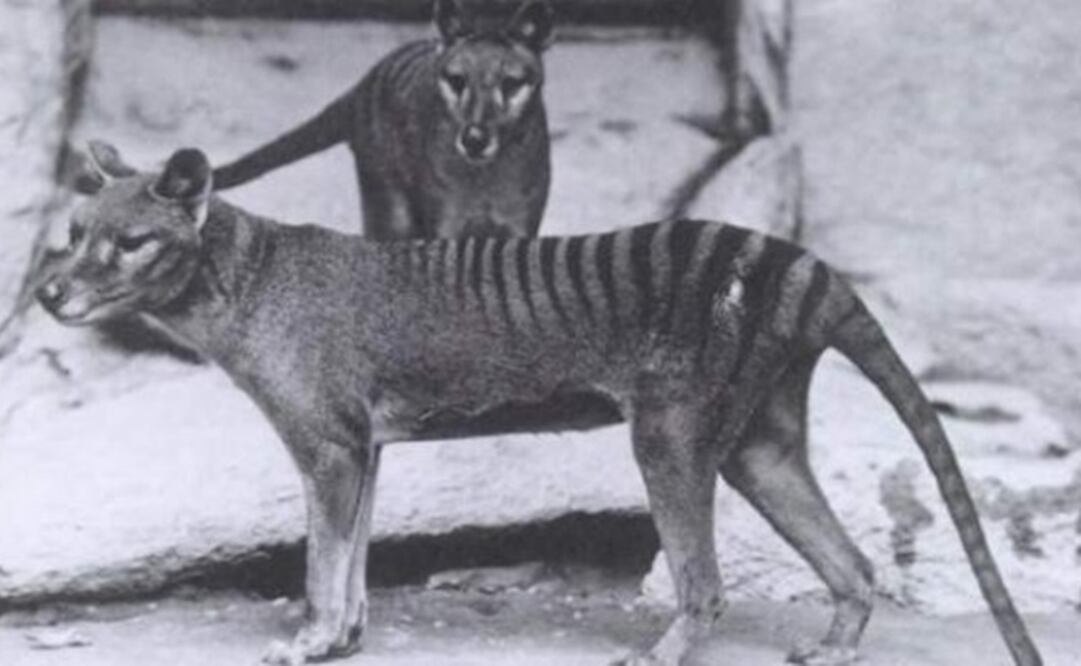 Una pareja de tigres de Tasmania en en una imagen tomada hacia 1904 en el Zoológico de Washington, en EE UU. (FOTO: Smithsonian Institutions)