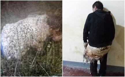 ¡No es broma! Preso se disfraza de cordero para escapar de la cárcel en Bolivia