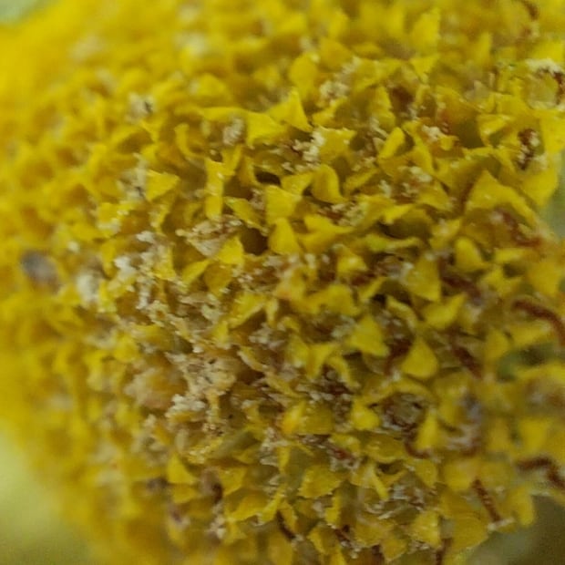 OPPO Reno7: el smartphone con una lente microscópica