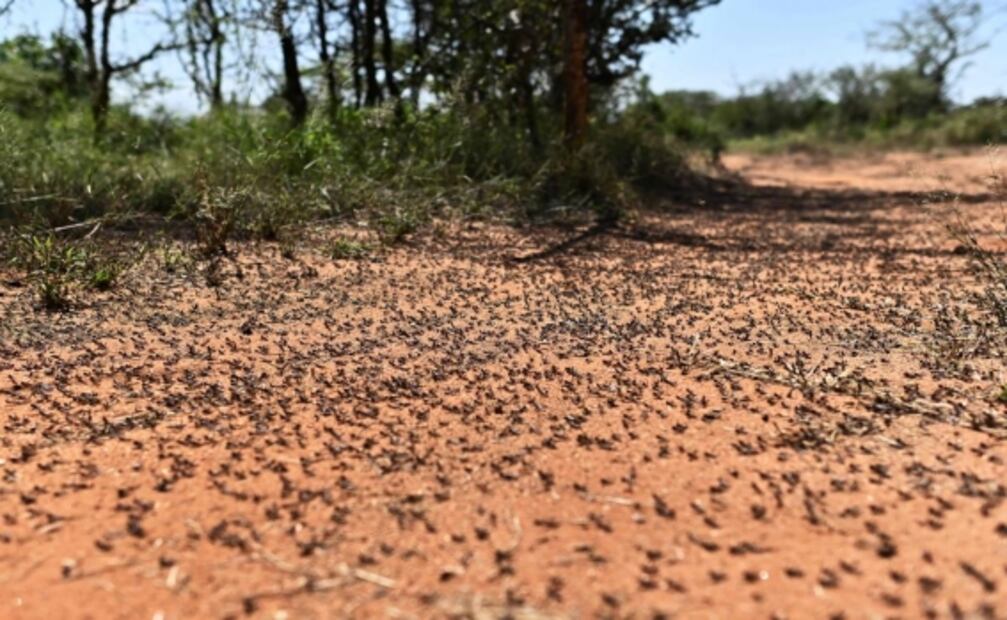 La plaga de langostas “de dimensiones bíblicas” que amenaza África