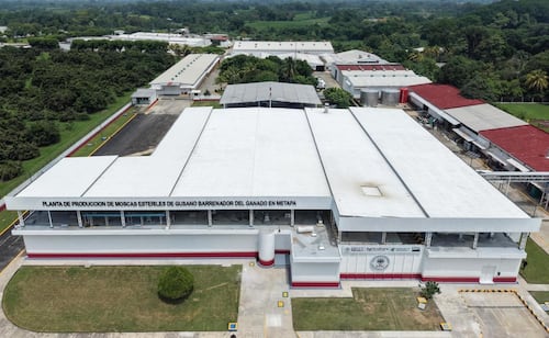 Pobladores bloquean planta productora de moscas del gusano barrenador en Chiapas; genera fetidez en el ambiente, aseguran