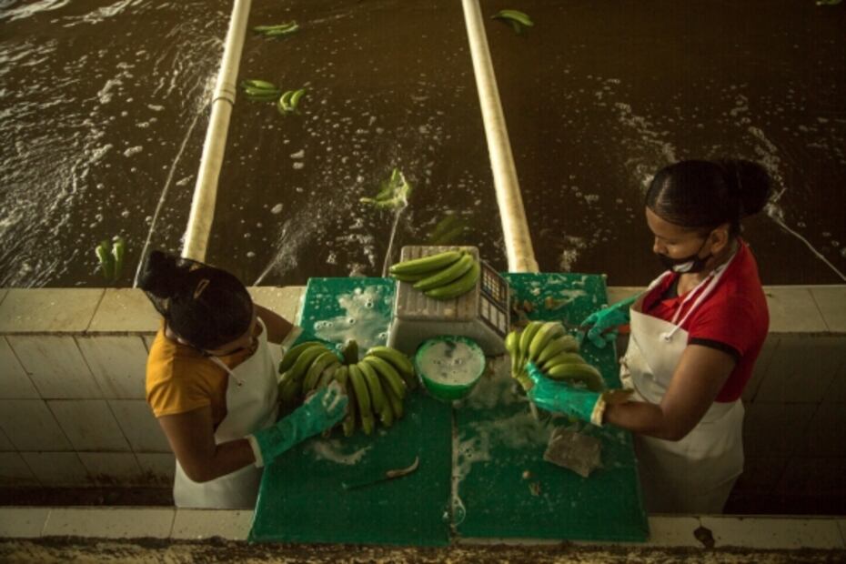 Michoacán, una comunidad en armas para plantar plátanos