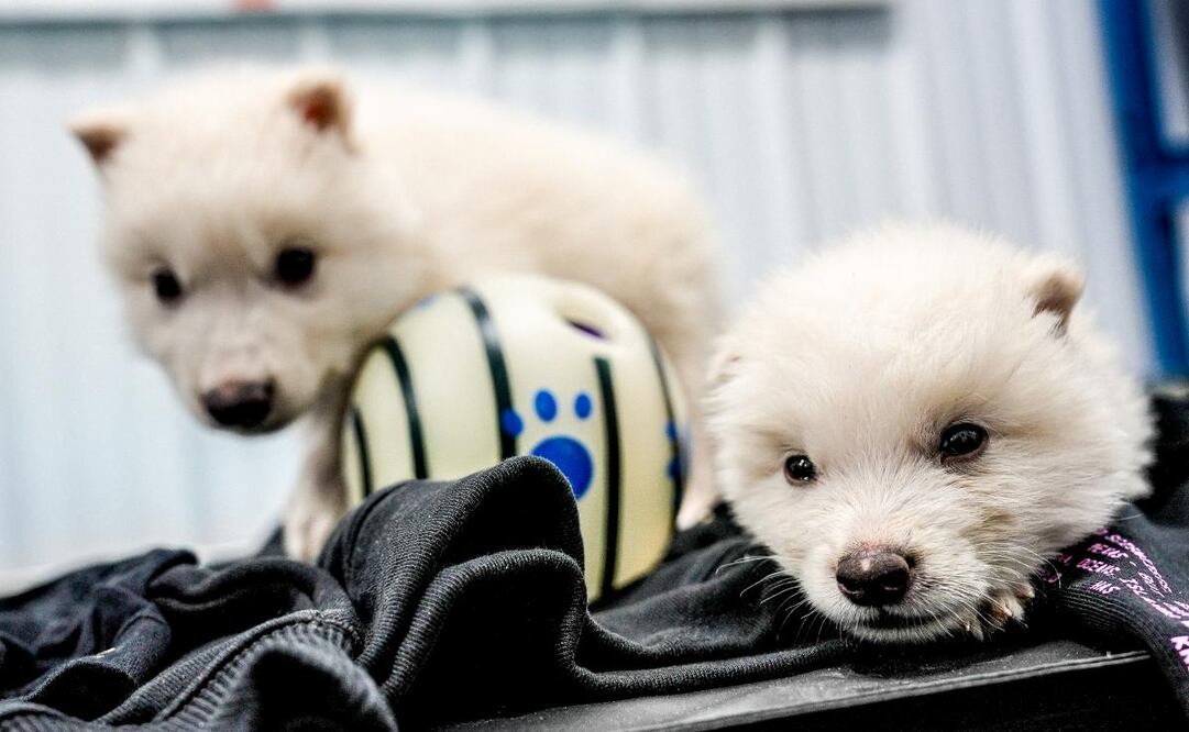 Fotografía cedida por la empresa Colossal Biosciences de los dos cachorros de lobo huargo, Rómulo y Remo, de un mes de edad nacidos el 1 de octubre de 2024. El lobo "terrible", reconocido por ser inspiración para el lobo que es símbolo de la Casa Stark en 'Juego de Tronos' y que estaba extinto desde hacía más de 12.500 años, ha sido devuelto a la vida por la empresa Colossal Biosciences, convirtiéndose en el primer animal "desextinto" de la historia. Foto: EFE