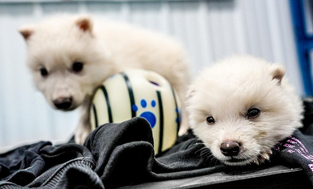 Fotografía cedida por la empresa Colossal Biosciences de los dos cachorros de lobo huargo, Rómulo y Remo, de un mes de edad nacidos el 1 de octubre de 2024. El lobo "terrible", reconocido por ser inspiración para el lobo que es símbolo de la Casa Stark en 'Juego de Tronos' y que estaba extinto desde hacía más de 12.500 años, ha sido devuelto a la vida por la empresa Colossal Biosciences, convirtiéndose en el primer animal "desextinto" de la historia. Foto: EFE
