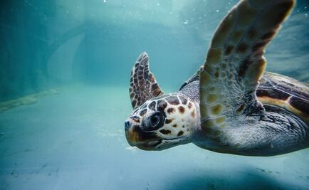 Tortugas marinas utilizan la posición del sol para orientarse