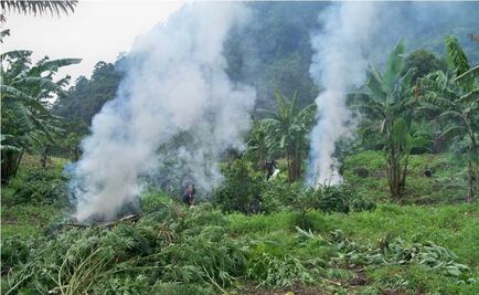 Destruyen más de 12 mil plantas de marihuana en Jalisco