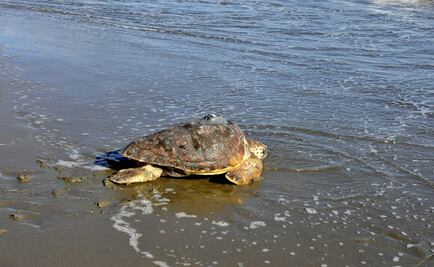 Llegan más de 13 mil tortugas para anidar en playa de Oaxaca