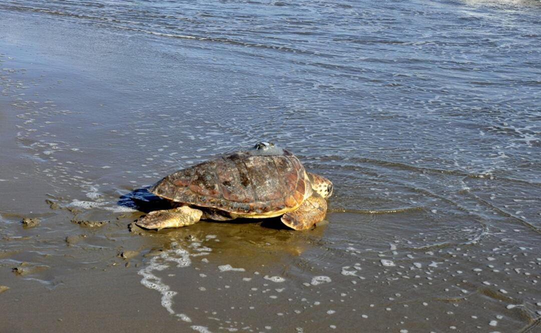 Foto: Archivo / EL UNIVERSAL