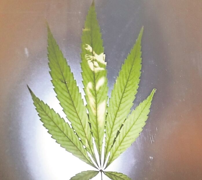 Mexicano lleva arte cannábico a Ámsterdam