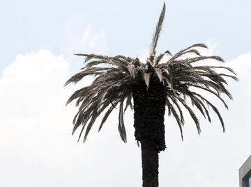 A la de Reforma se unen más palmeras en la CDMX; han muerto 189 por plagas