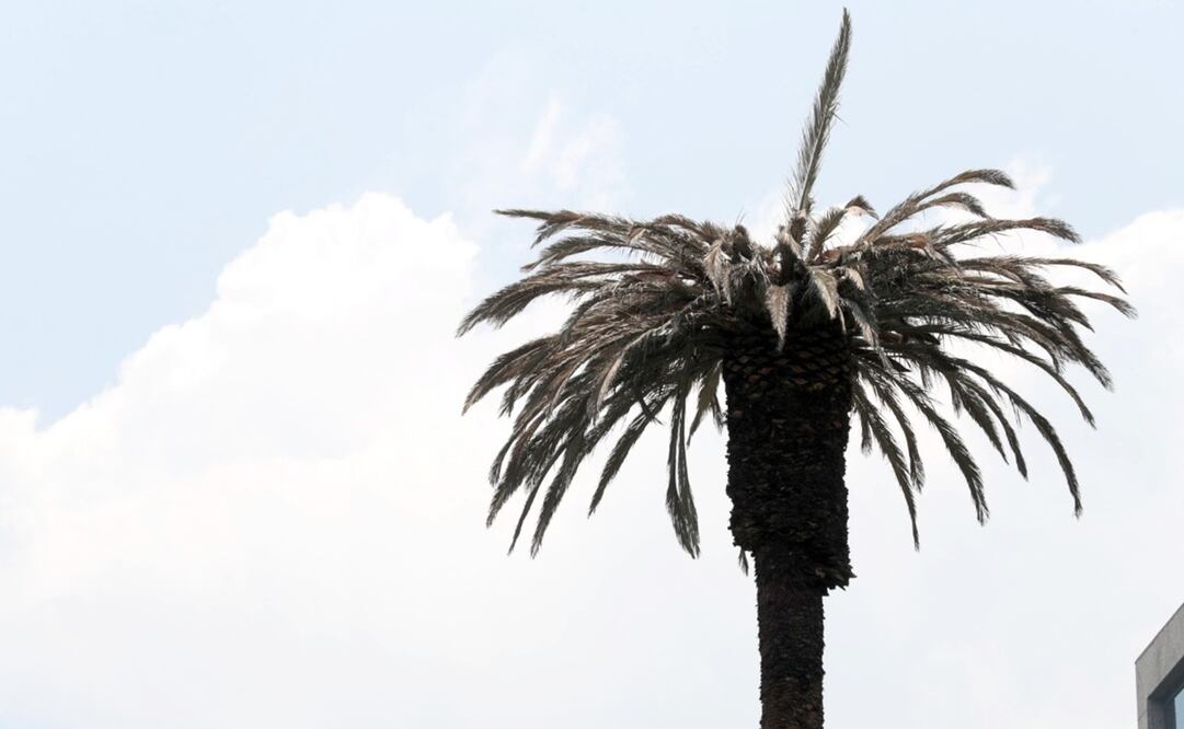 La palmera de la Glorieta de la Palma, la cual tiene más de 100 años, será retirada debido a que se encuentra enferma por diversos hongos y bacterias. Foto: Juan Boites / EL UNIVERSAL