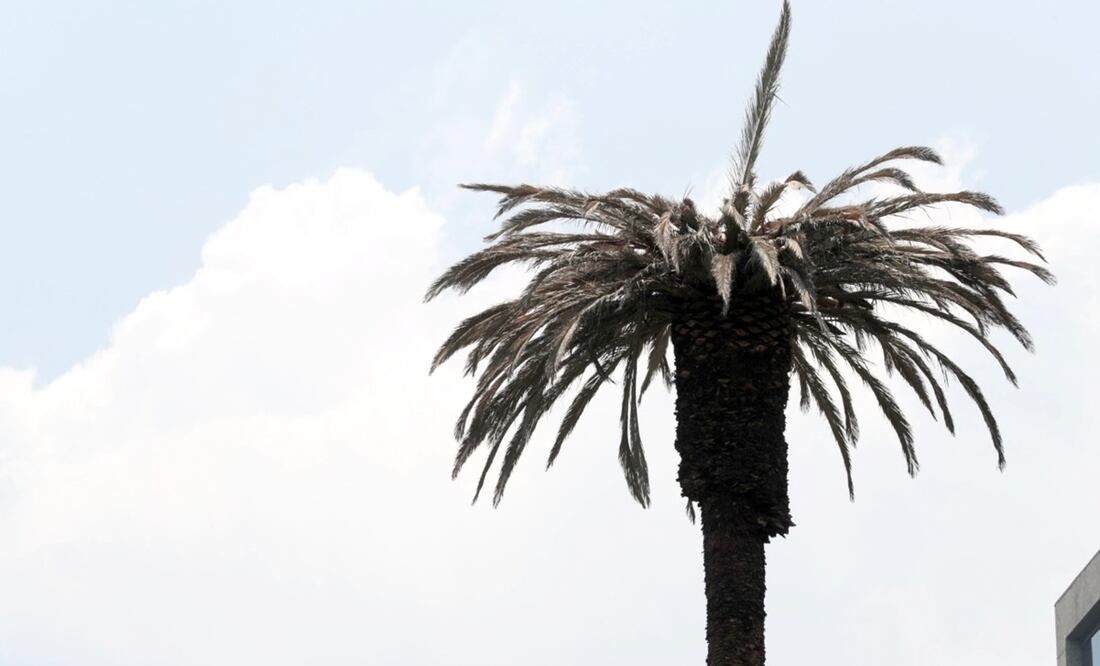 La palmera de la Glorieta de la Palma, la cual tiene más de 100 años, será retirada debido a que se encuentra enferma por diversos hongos y bacterias. Foto: Juan Boites / EL UNIVERSAL